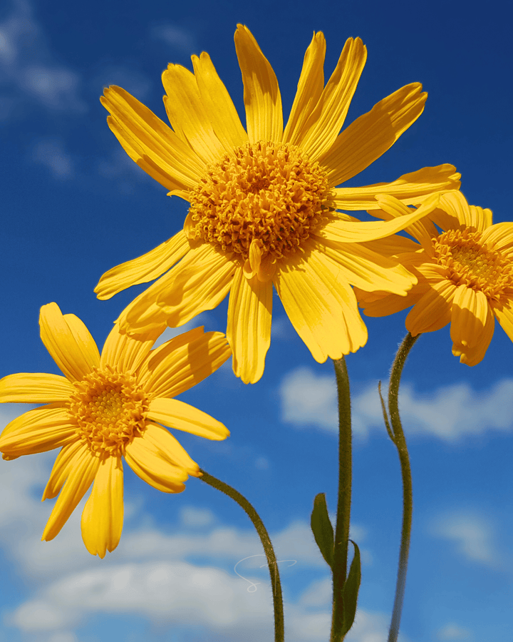 Grow one of the most famous flowers in traditional European herbalism with our Mountain Arnica seeds. This hardy heirloom perennial...