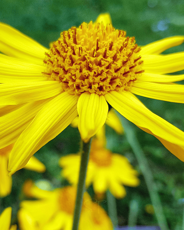 Grow one of the most famous flowers in traditional European herbalism with our Mountain Arnica seeds. This hardy heirloom perennial...