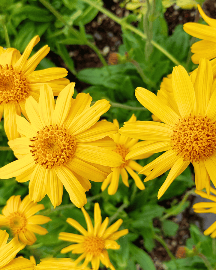 Grow one of the most famous flowers in traditional European herbalism with our Mountain Arnica seeds. This hardy heirloom perennial...