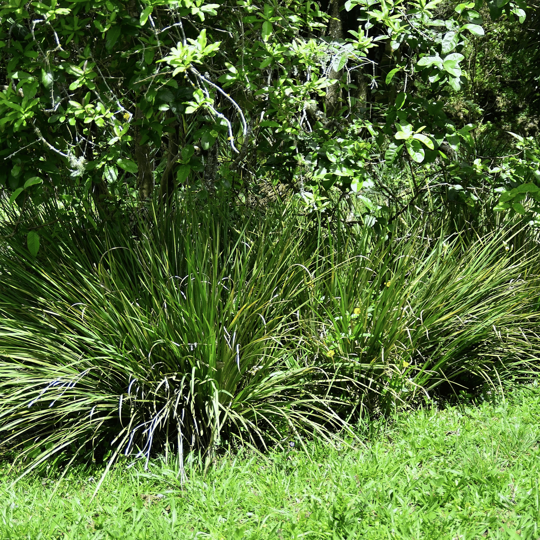 African Lily – 25 Seeds